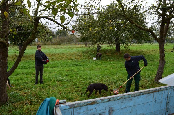 Vom Apfel zum Saft 2014