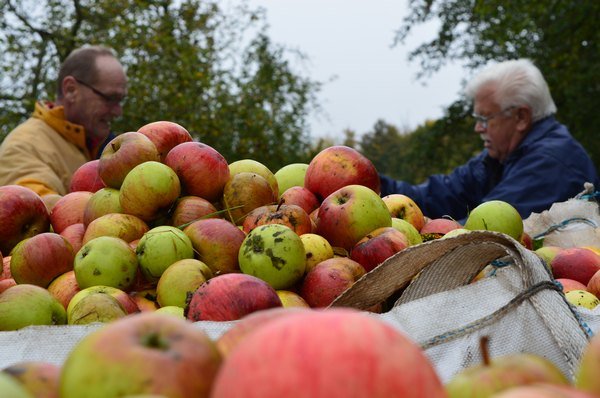 Vom Apfel zum Saft 2014