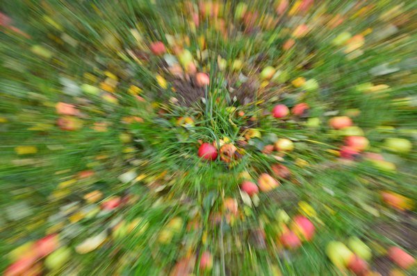 Vom Apfel zum Saft 2014